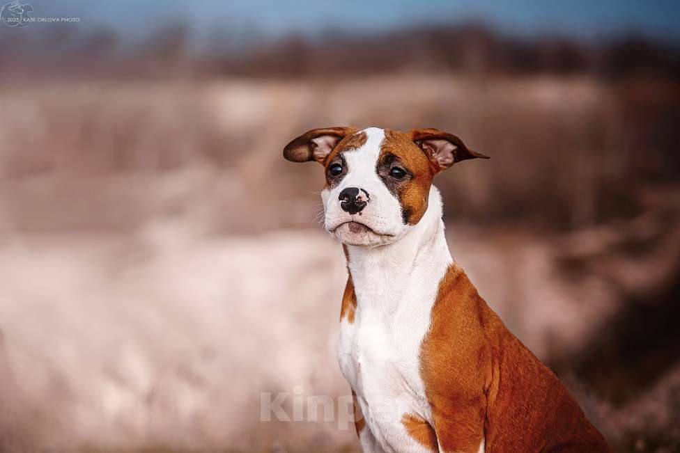 Собаки в Москве: Красивый парень амстаффа  Мальчик, 70 000 руб. - фото 3