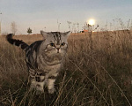Кошки в Чебоксарах: Вязка, 3 000 руб. - фото 2
