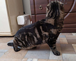 Кошки в Кулебаках: Кот с четким окрасом на вязку, 1 руб. - фото 2