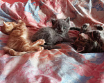 Кошки в Енисейске: Котята, 1 950 руб. - фото 1