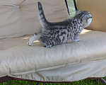 Кошки в Ярославле: Британские котята серебро Девочка, 25 000 руб. - фото 7