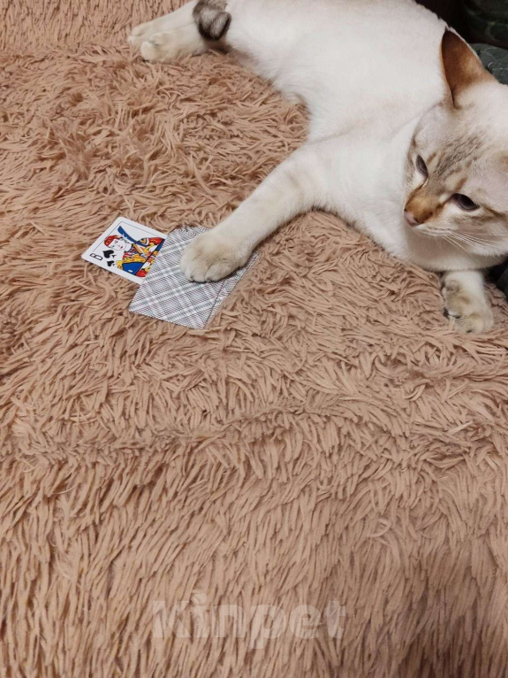 Кошки в Москве: Тайсон (домашний кот) Мальчик, 18 000 руб. - фото 5