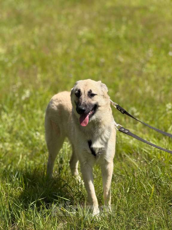 Собаки в Москве: Щенок Норд Мальчик, Бесплатно - фото 5