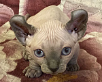 Кошки в Челябинске: Канадский сфинкс двэльф Мальчик, 65 000 руб. - фото 2