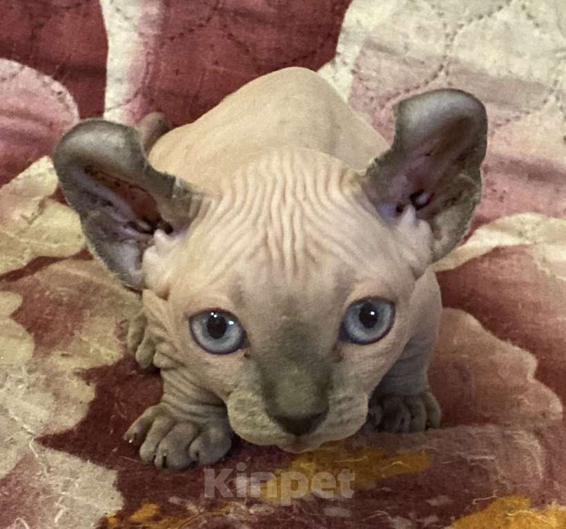 Кошки в Челябинске: Канадский сфинкс двэльф Мальчик, 65 000 руб. - фото 2
