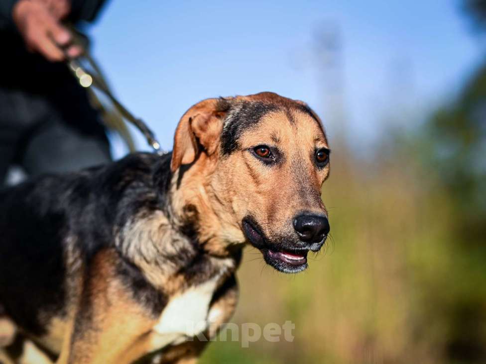 Собаки в Москве: Домашняя собака в добрый руки Мальчик, Бесплатно - фото 8