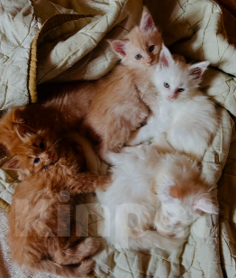 Кошки в Москве: Красная тикированная девочка  Девочка, 45 000 руб. - фото 4