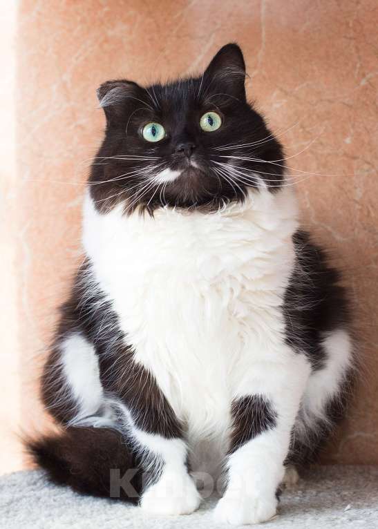 Кошки в Москве: Сьюзи ищет дом Девочка, Бесплатно - фото 2