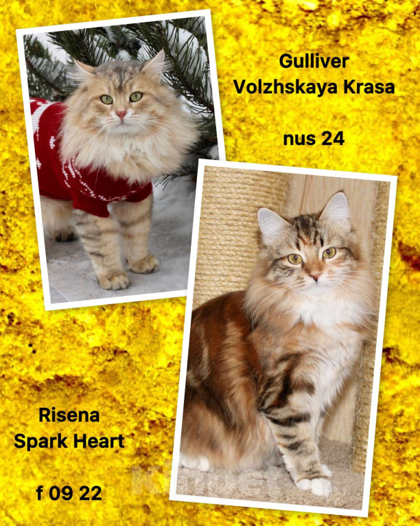 Кошки в Тюмени: Сибирский котёнок Девочка, 15 000 руб. - фото 10