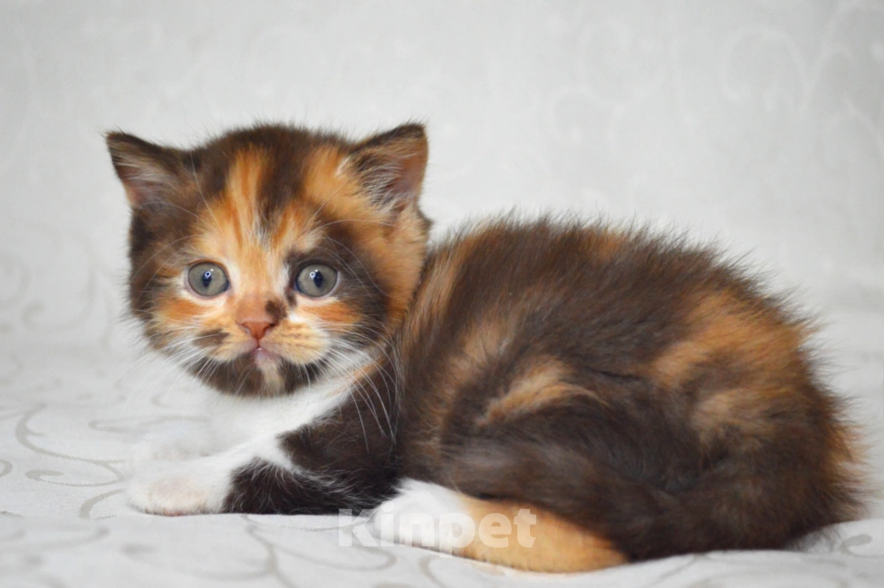 Кошки в Малоархангельске: Предлагается для продажи в разведение Девочка, 90 000 руб. - фото 3