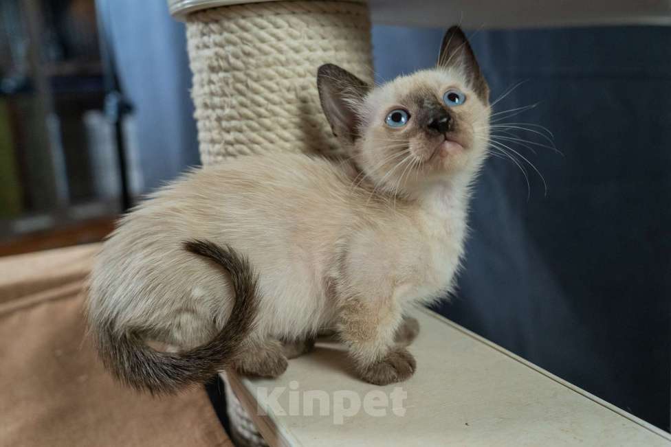 Кошки в Москве: Котята манчкин Мальчик, 45 000 руб. - фото 3