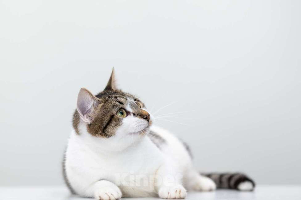 Кошки в Москве: Поппи Девочка, Бесплатно - фото 5