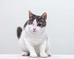 Кошки в Москве: котенок Захар Мальчик, Бесплатно - фото 7