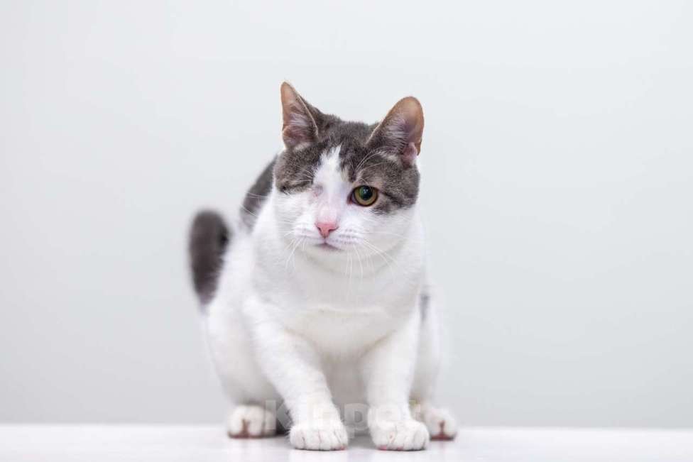 Кошки в Москве: котенок Захар Мальчик, Бесплатно - фото 7