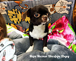 Собаки в Санкт-Петербурге: Чихуахуа Штэффи Шэдоу окрас шоколадный с белым Девочка, 50 000 руб. - фото 4