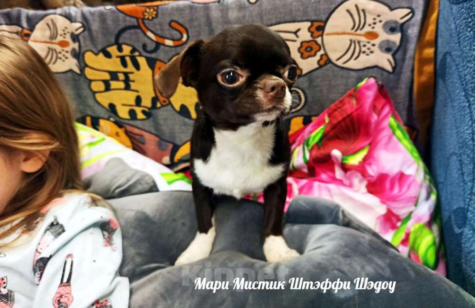 Собаки в Санкт-Петербурге: Чихуахуа Штэффи Шэдоу окрас шоколадный с белым Девочка, 50 000 руб. - фото 4