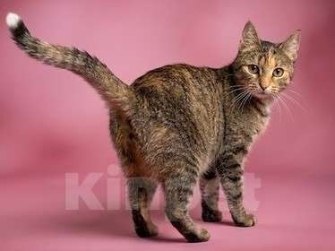 Кошки в Санкт-Петербурге: Кошечка для души Девочка, Бесплатно - фото 2