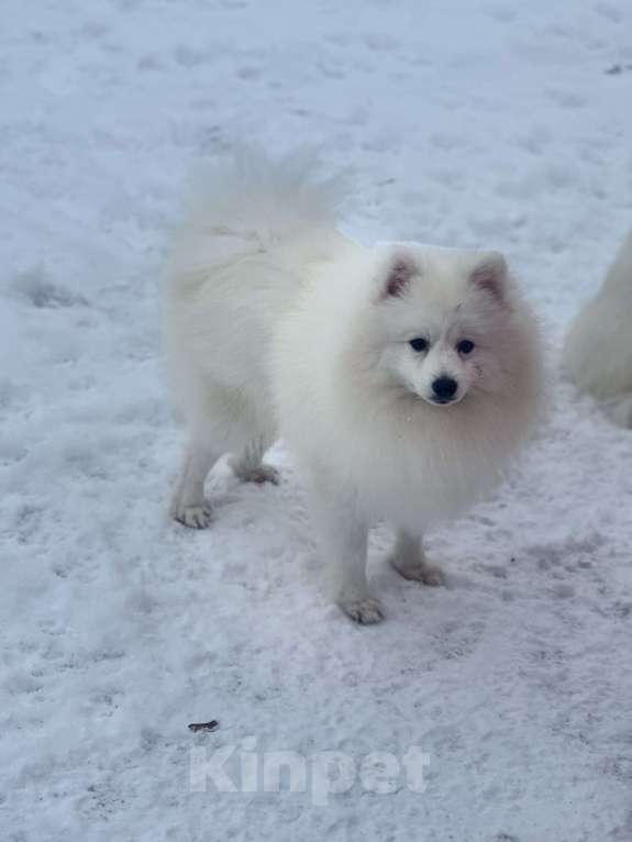 Собаки в Москве: Нинке Рыцарский Дух Из Воронцовского Дворца  Мальчик, 70 000 руб. - фото 6