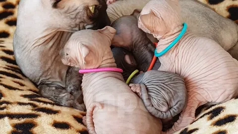 Кошки в Краснодаре: Эльф котятки Девочка, 17 000 руб. - фото 2