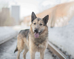 Собаки в Москве: Обаятельный и привлекательный добряк! Мальчик, Бесплатно - фото 2