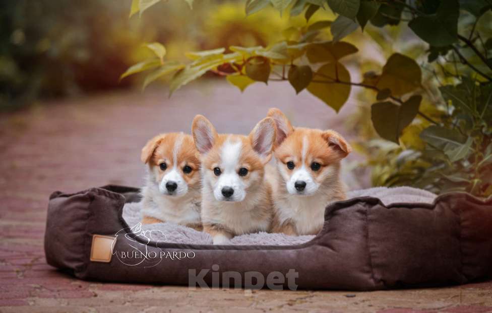 Собаки в Москве: коржики щенки Мальчик, 60 000 руб. - фото 2