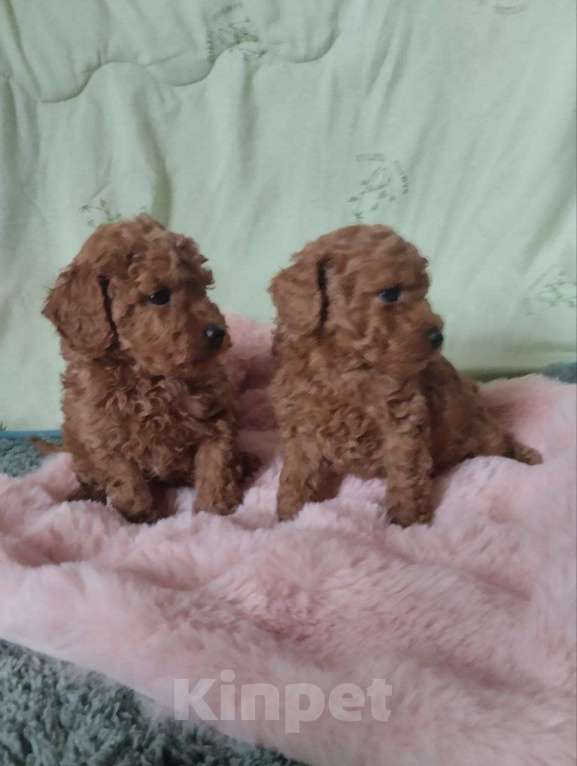 Собаки в Туле: Щенки пуделя Разнополые, 45 000 руб. - фото 1