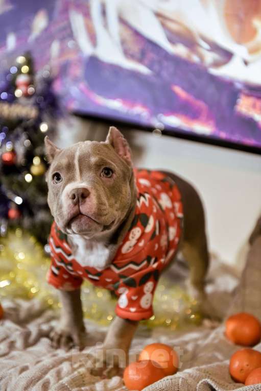 Собаки в Мурином: Гера Девочка, 100 000 руб. - фото 1