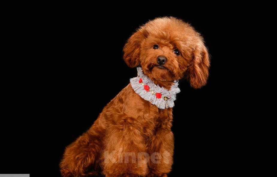 Собаки в Москве: Тедди пудель Мальчик, Бесплатно - фото 3