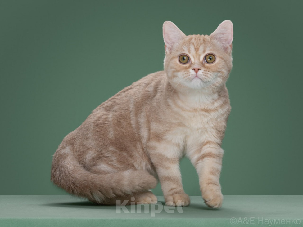 Кошки в Москве: Очаровательный ласкуша - американский короткошерстный котя Мальчик, 60 000 руб. - фото 1