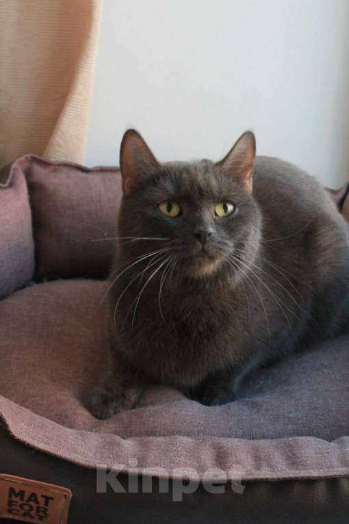 Кошки в Москве: МАЛЬВИНА — дымчатая кошечка с любящим сердцем 💙 Девочка, Бесплатно - фото 1