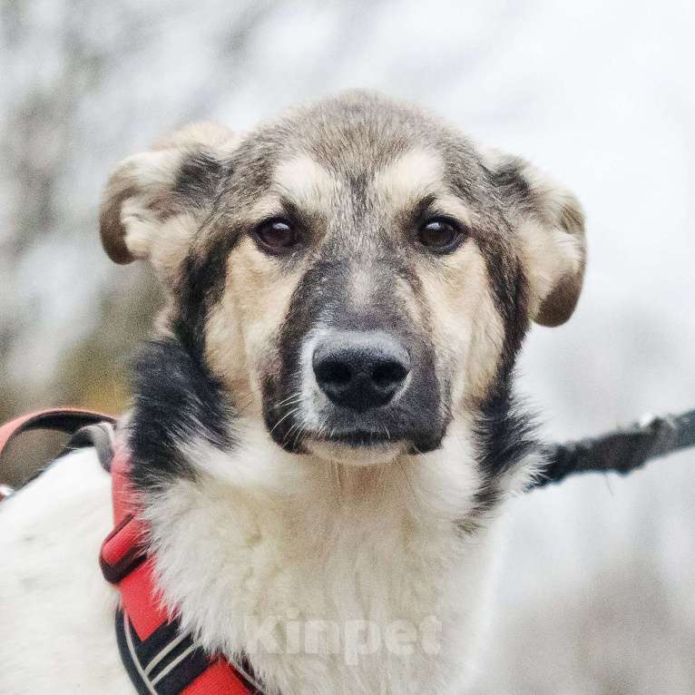 Собаки в Москве: Меня зовут Том и я ищу семью, где буду любим и счастлив Мальчик, 10 руб. - фото 7