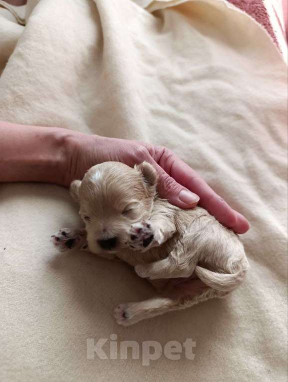 Собаки в Новосибирске: Мальтипу Девочка, 100 000 руб. - фото 7