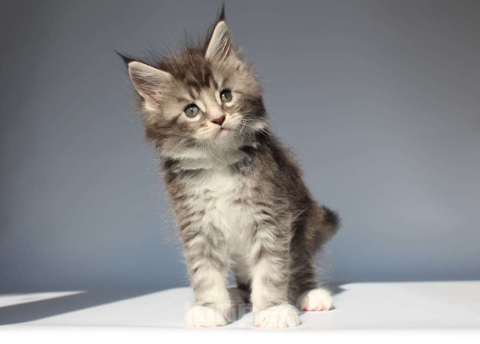 Кошки в Екатеринбурге: Дмитрий. Мальчик мейн-кун Мальчик, 50 000 руб. - фото 1