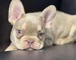Собаки в Санкт-Петербурге: Французский бульдог мальчик щенок Мальчик, 50 000 руб. - фото 1