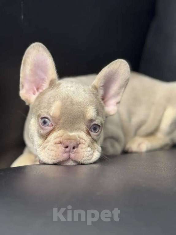 Собаки в Санкт-Петербурге: Французский бульдог мальчик щенок Мальчик, 50 000 руб. - фото 1