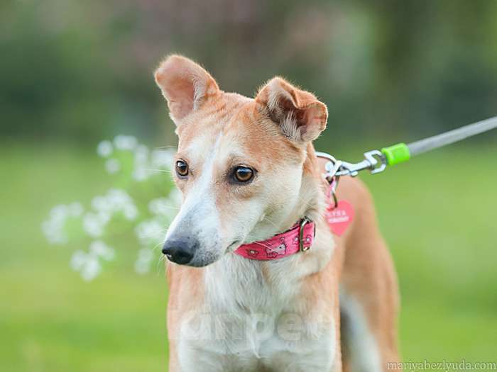 Собаки в Москве: Маленькая собачка Жужа ищет дом Девочка, 10 руб. - фото 3