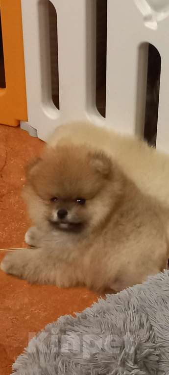 Собаки в Екатеринбурге: Бонус  стиль Норис Храбрый Лис Мальчик, 50 000 руб. - фото 1