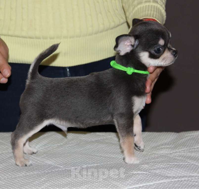 Собаки в Санкт-Петербурге: Единственный экземпляр, мега классный малой Мальчик, 90 000 руб. - фото 2