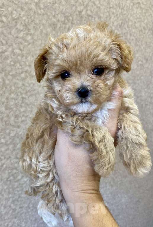 Собаки в Москве: Мальтипу девочка микро Девочка, 200 000 руб. - фото 2