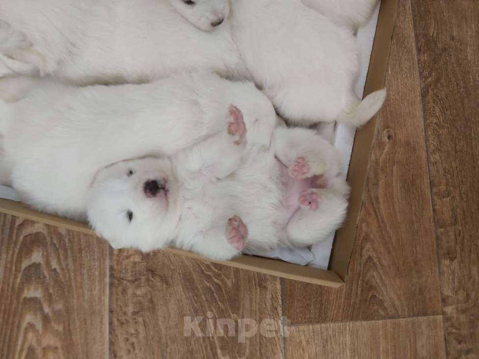 Собаки в Набережных Челнах: Щенки самоедской лайки Мальчик, Бесплатно - фото 2