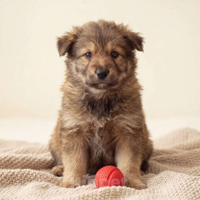 Собаки в Москве: Теди ищет семью Мальчик, Бесплатно - фото 6