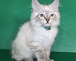 Кошки в Воронеже: Невские маскарадные котята Девочка, 40 000 руб. - фото 6