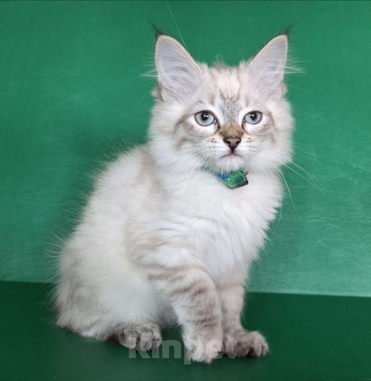 Кошки в Воронеже: Невские маскарадные котята Девочка, 40 000 руб. - фото 6