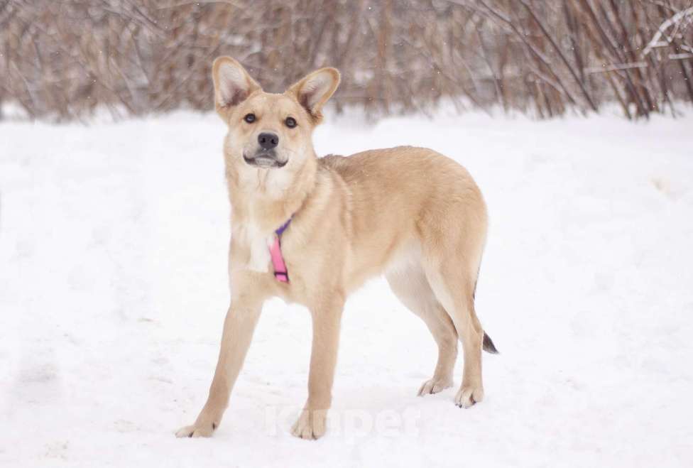 Собаки в Москве: Чтобы достать до звезд, достаточно познакомиться с Саммер! Девочка, Бесплатно - фото 4