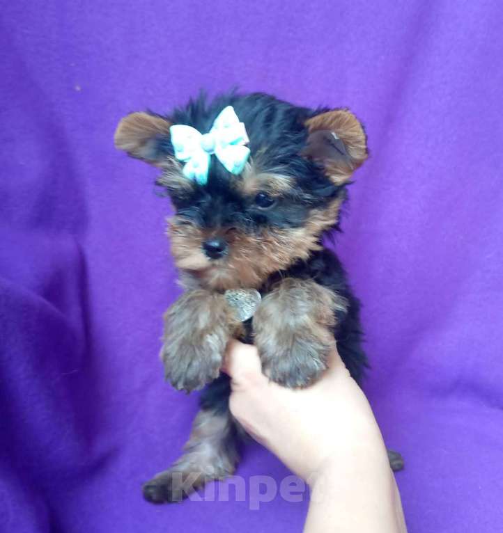 Собаки в Москве: Йоркширский терьер стандартная девочка Девочка, 45 000 руб. - фото 4