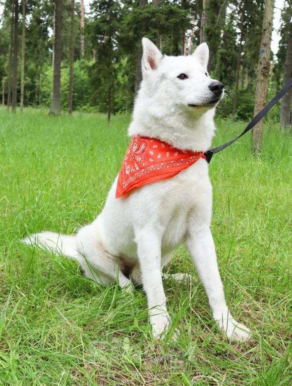 Собаки в Москве: Белый красавец Норд в добрые руки Мальчик, 1 руб. - фото 7