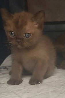 Котенок Американской бурмы, Дея