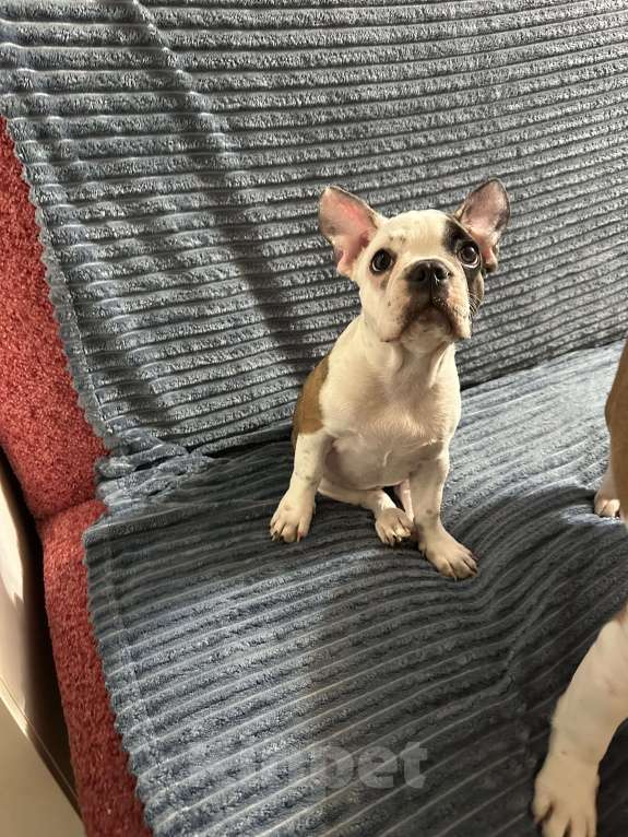 Собаки в Ростове-на-Дону: Француженка готова к перееду  Девочка, 18 000 руб. - фото 6