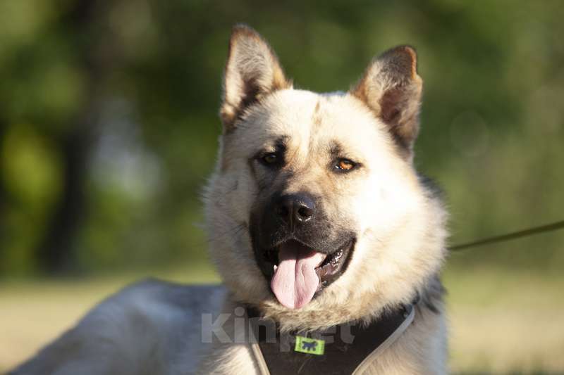 Собаки в Москве: Молодой метис акиты и восточно-европейской овчарки в добрые руки Мальчик, Бесплатно - фото 5