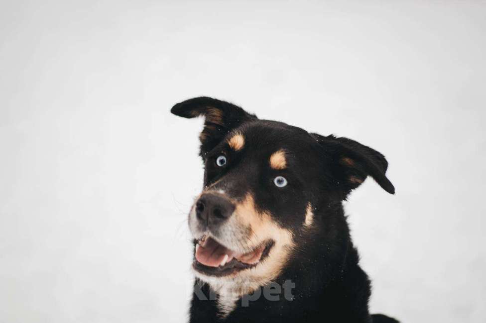 Собаки в Москве: Дэйви ищет дом Мальчик, Бесплатно - фото 1